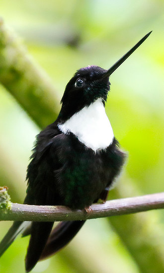 Collared Inca Hummingbird