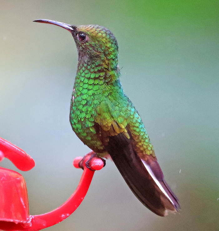 Coppery-headed Emerald Hummingbird