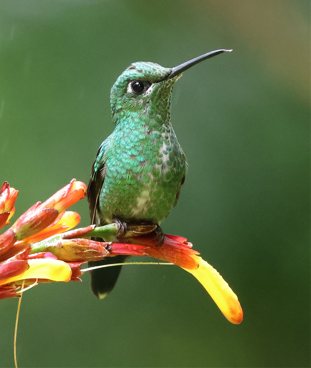 Green-crowned Brilliant Hummingbird