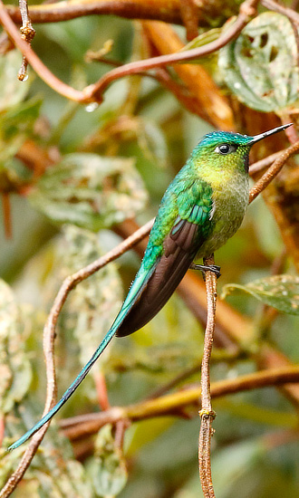 Long-tailed Sylph Hummingbird