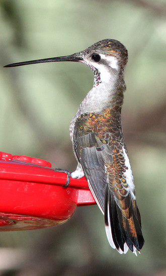 Plain-capped Starthroat Hummingbird
