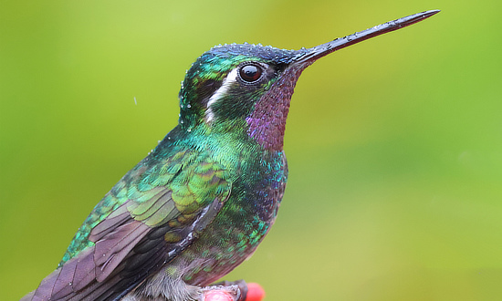 Purple-throated Mountain-Gem Hummingbird