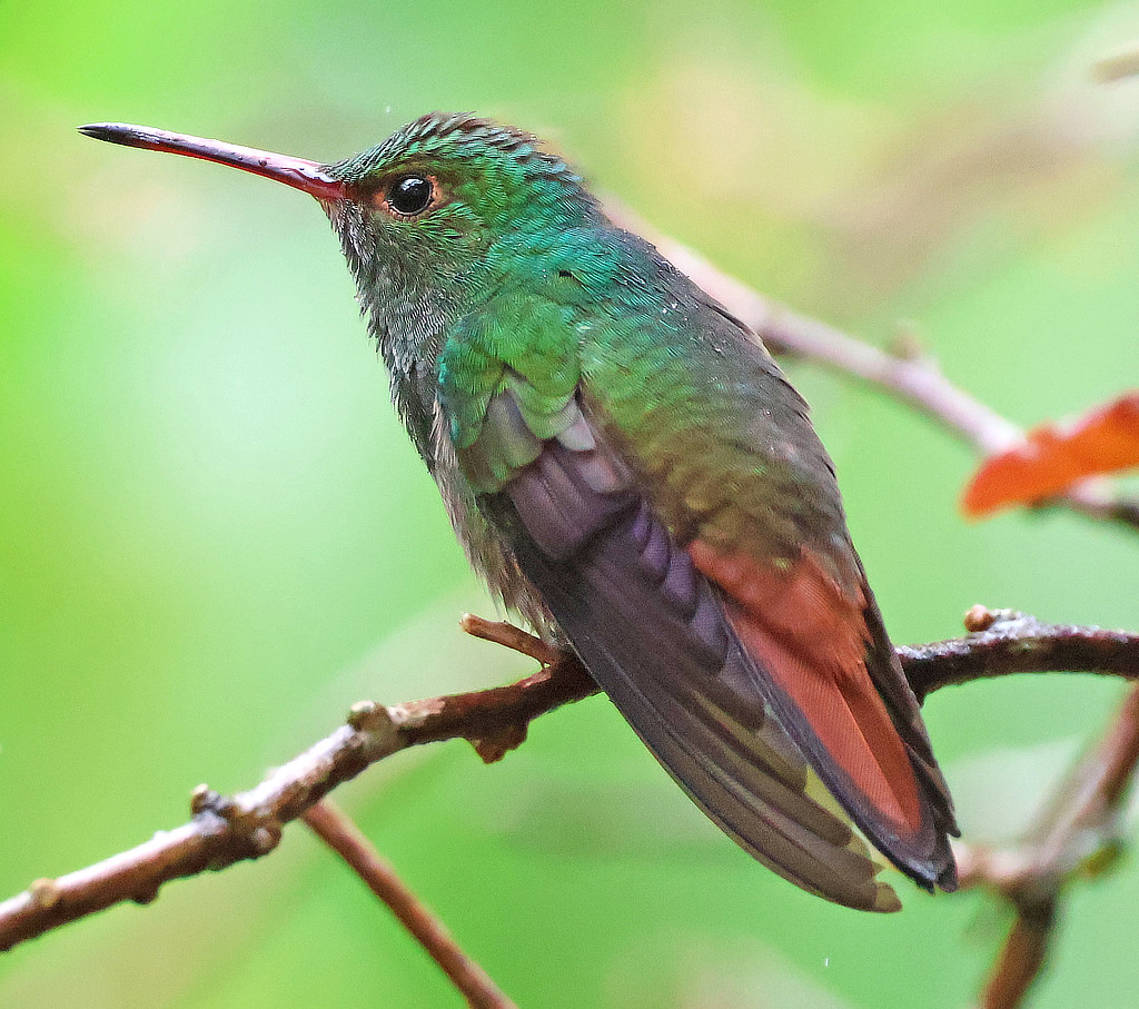 Rufous-tailed Hummingbird