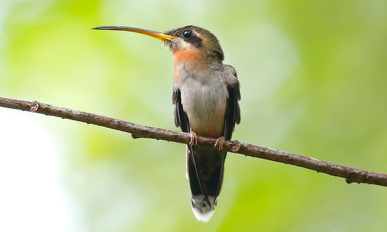 Stripe-throated Hummingbird