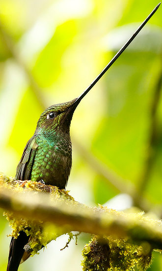 The beautiful Sword-billed Hummingbird of South America