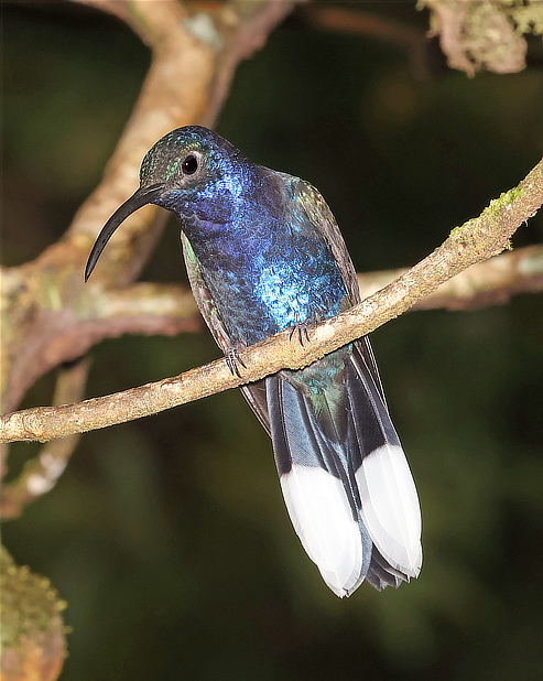 Violet Sabrewing Hummingbird