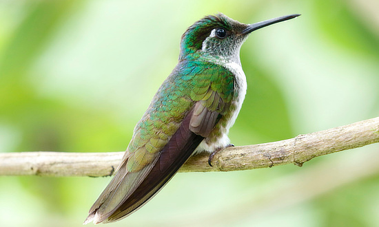 Booted-racket Tail Hummingbird