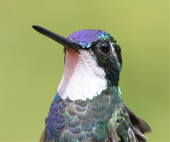 White-throated Mountain-gem Hummingbird