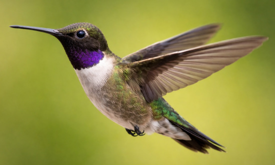 Black-chinned Hummingbird
