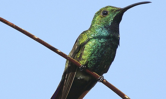 Green-breasted Mango Hummingbird