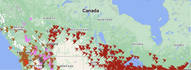 Map of hummingbird migration in Canada