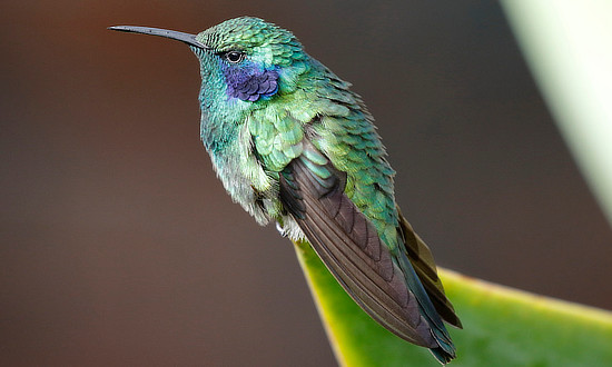 Mexican-violetear Hummingbird