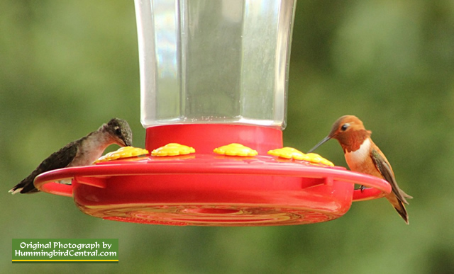 Rufous Hummingbird (R) sharing a feeder with a Ruby-Throat Hummingbird (L) (August, 2015)