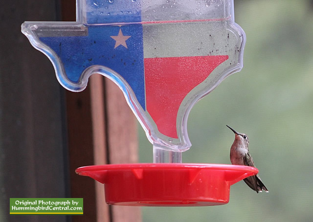 Ruby-Throated Hummingbird on a State of Texas shaped feeder