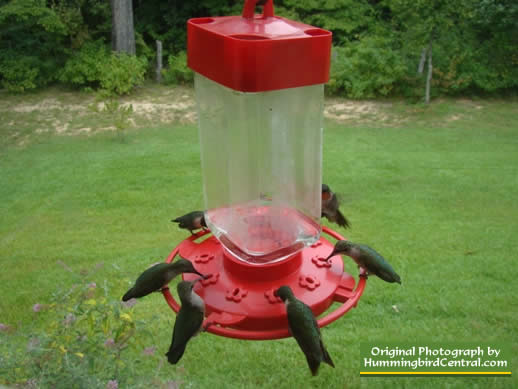 Several hummingibrds feeding on a 10-flower vertical feeder