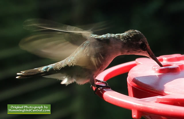 Ruby-Throated Hummingbird feeding ... and hovering!