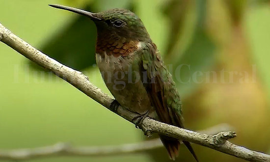 An adult male Ruby-throated Hummingbird in poor lighting featuring a dark black gorget (throat)
