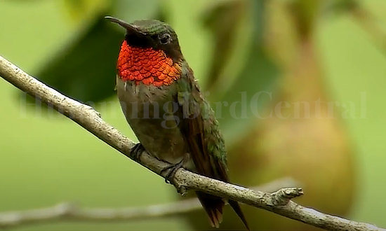 An adult male Ruby-throated Hummingbird featuring a beautiful ruby, or red, gorget (throat)