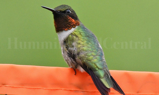 An adult male Ruby-throated Hummingbird featuring a beautiful ruby, or red, gorget (throat)
