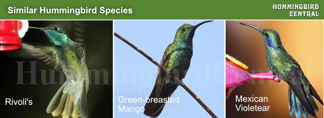 Comparison of the Rivoli's, Green-breasted Mango and Green Violet-Ear  hummingbirds