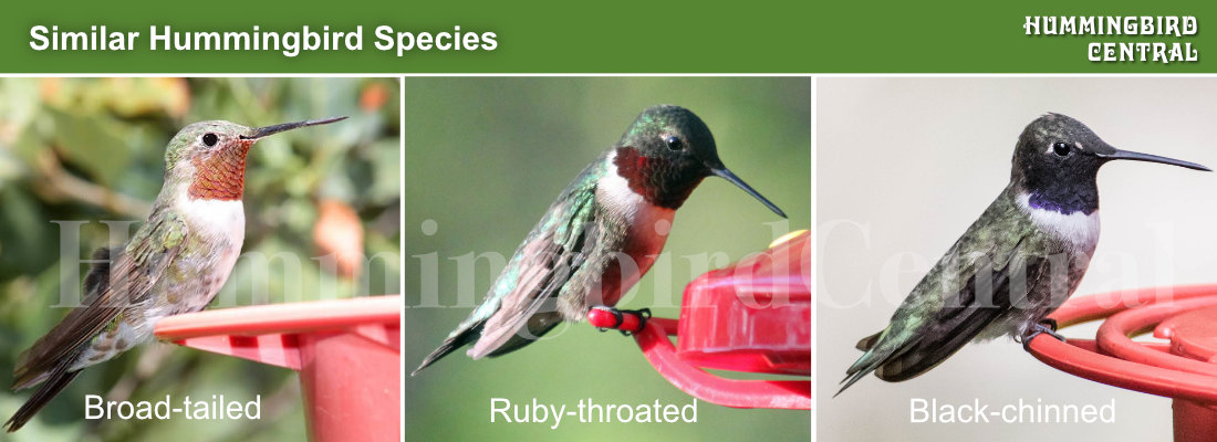 Comparison of the Broad-tailed, Ruby-throated and Black-chinned hummingbirds