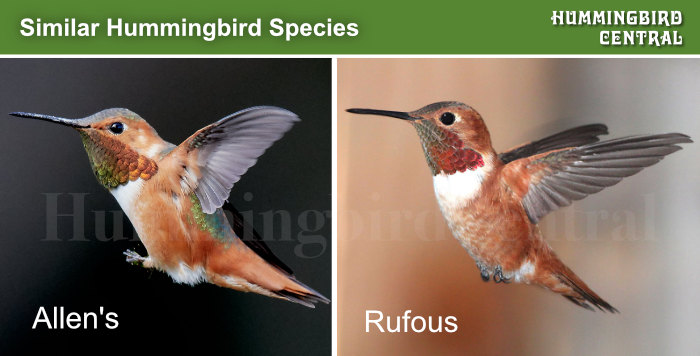 Comparison of the Rufous and Allen's hummingbirds