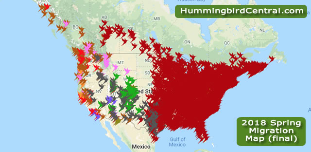 hummingbird migration 2021