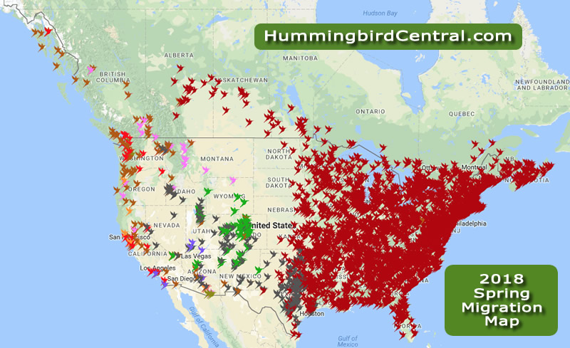 2018 hummingbird Migration Map