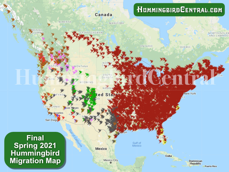 2021 Hummingbird Migration Map ... click for interactive map with details of sightings