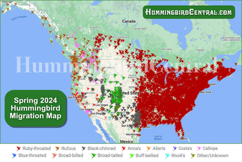 Final 2024 Hummingbird Spring Migration Map ... click for interactive map with details of sightings, courtesy of HummingbirdCentral.com