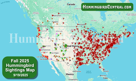 2025 Map of Fall Hummingbird Sightings ... click to view the map!