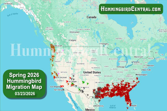 Spring 2026 Hummingbird Migration Map - click for interactive map of sightings