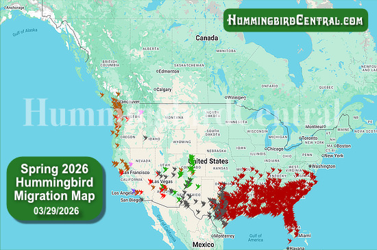Spring 2026 Hummingbird Migration Map - click for interactive map of sightings