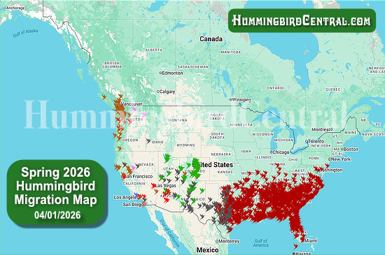 Spring 2026 Hummingbird Migration Map - click for interactive map of sightings