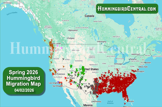 Spring 2026 Hummingbird Migration Map - click for interactive map of sightings