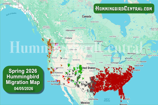 Spring 2026 Hummingbird Migration Map - click for interactive map of sightings