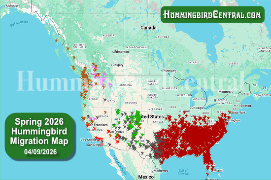 Spring 2026 Hummingbird Migration Map - click for interactive map of sightings