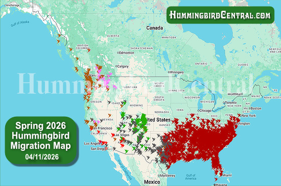 Spring 2026 Hummingbird Migration Map - click for interactive map of sightings