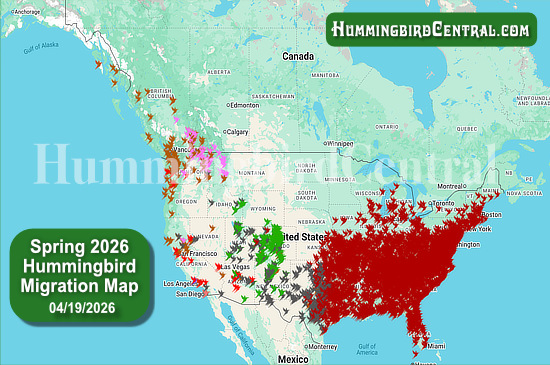 Spring 2026 Hummingbird Migration Map - click for interactive map of sightings