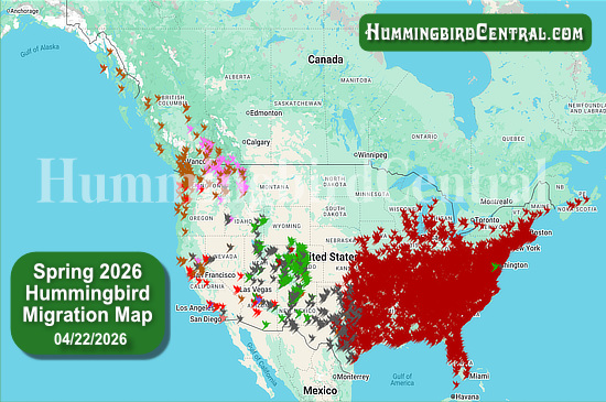 Spring 2026 Hummingbird Migration Map - click for interactive map of sightings