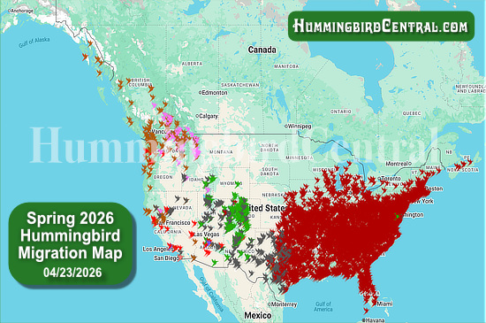 Spring 2026 Hummingbird Migration Map - click for interactive map of sightings