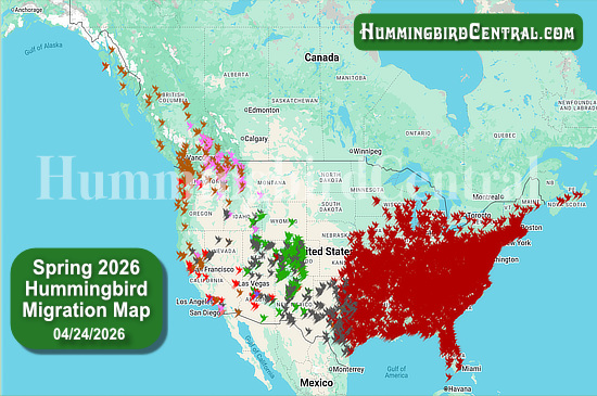 Spring 2026 Hummingbird Migration Map - click for interactive map of sightings