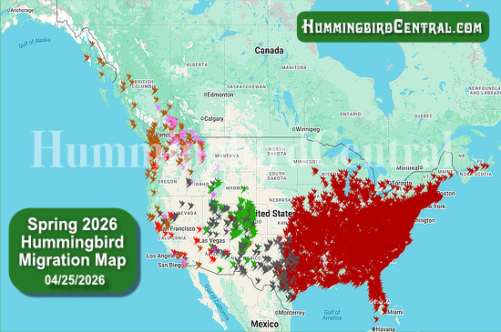 Spring 2026 Hummingbird Migration Map - click for interactive map of sightings