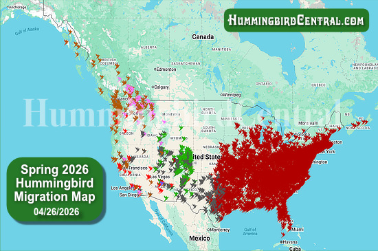 Spring 2026 Hummingbird Migration Map - click for interactive map of sightings