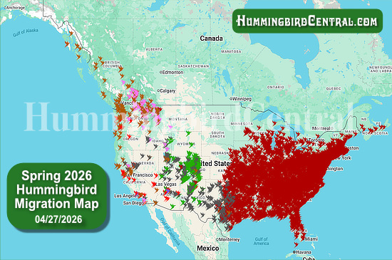 Spring 2026 Hummingbird Migration Map - click for interactive map of sightings