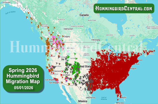 Spring 2026 Hummingbird Migration Map - click for interactive map of sightings