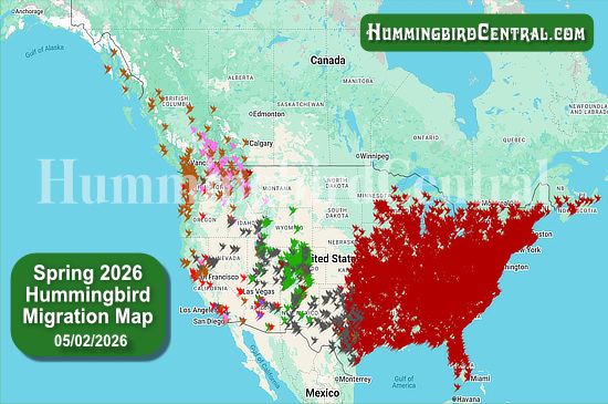 Spring 2026 Hummingbird Migration Map - click for interactive map of sightings