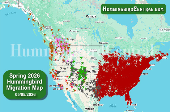 Spring 2026 Hummingbird Migration Map - click for interactive map of sightings