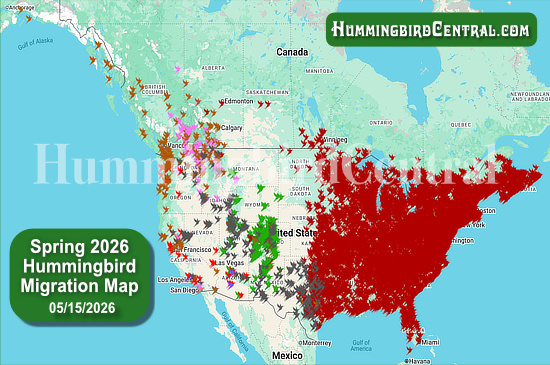 Spring 2026 Hummingbird Migration Map - click for interactive map of sightings