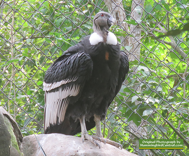 Giant Andean Condor at the National Aviary